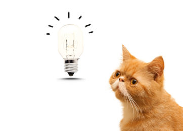 een nieuw product idee voor uw hond of kat